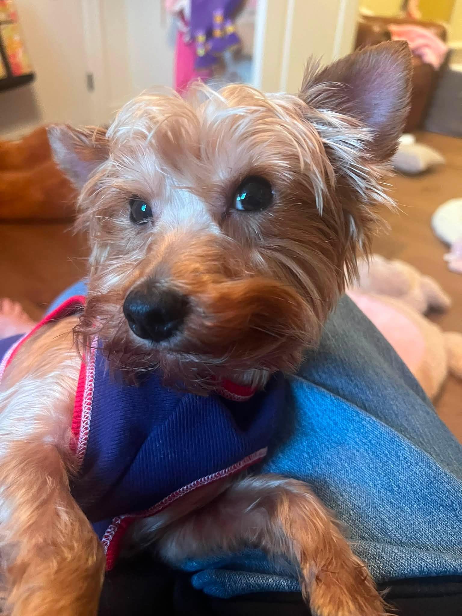 Theodore, an adopted Yorkshire Terrier in Antioch, TN image 2/2