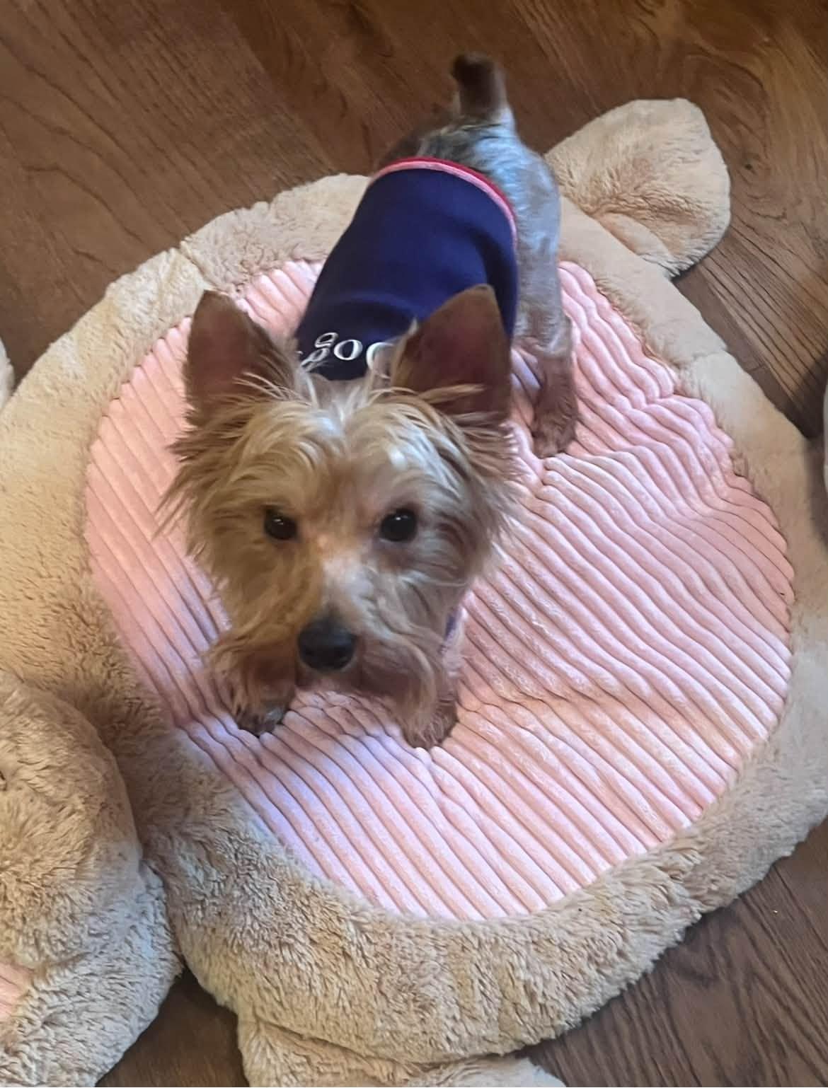 Theodore, ADOPTABLE, Young Male Yorkshire Terrier.