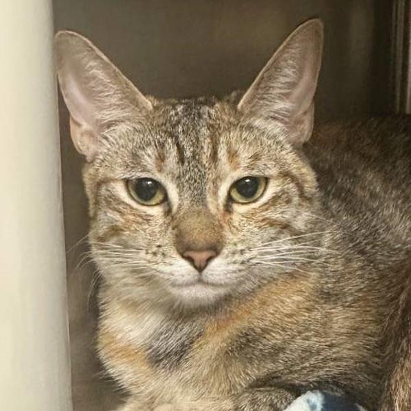 Enlarge Eleven, a Adoptable mixed breed in Walnut Creek, CA image 1/1