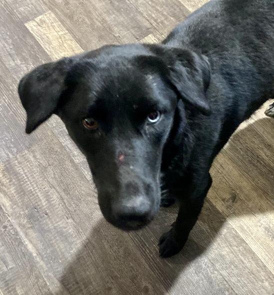 Arora (Available for adoption January 20, 2026), adopted, Adult Female Labrador Retriever.