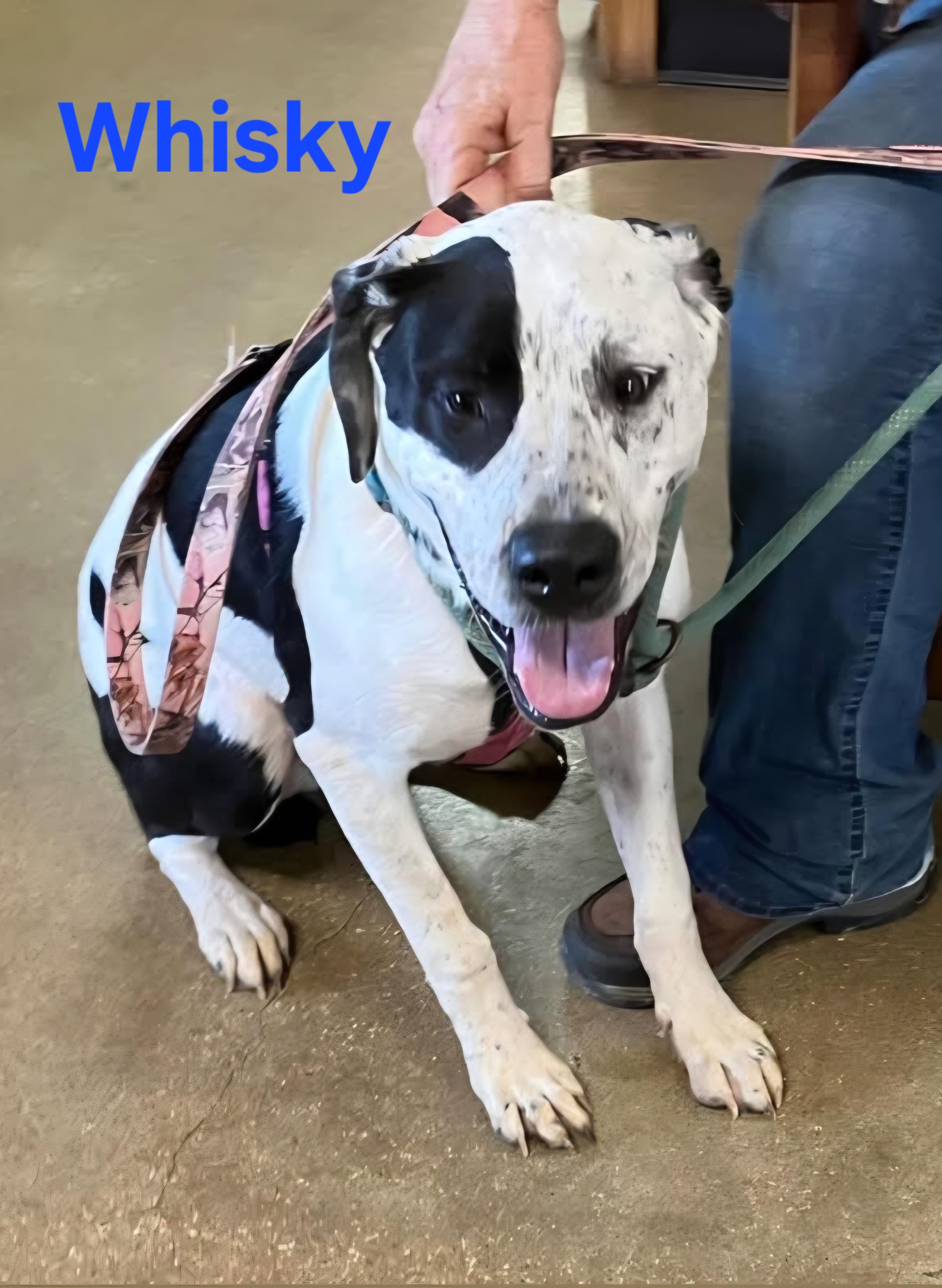 Enlarge Whisky, a Adoptable mixed breed in Nocona, TX image 1/1