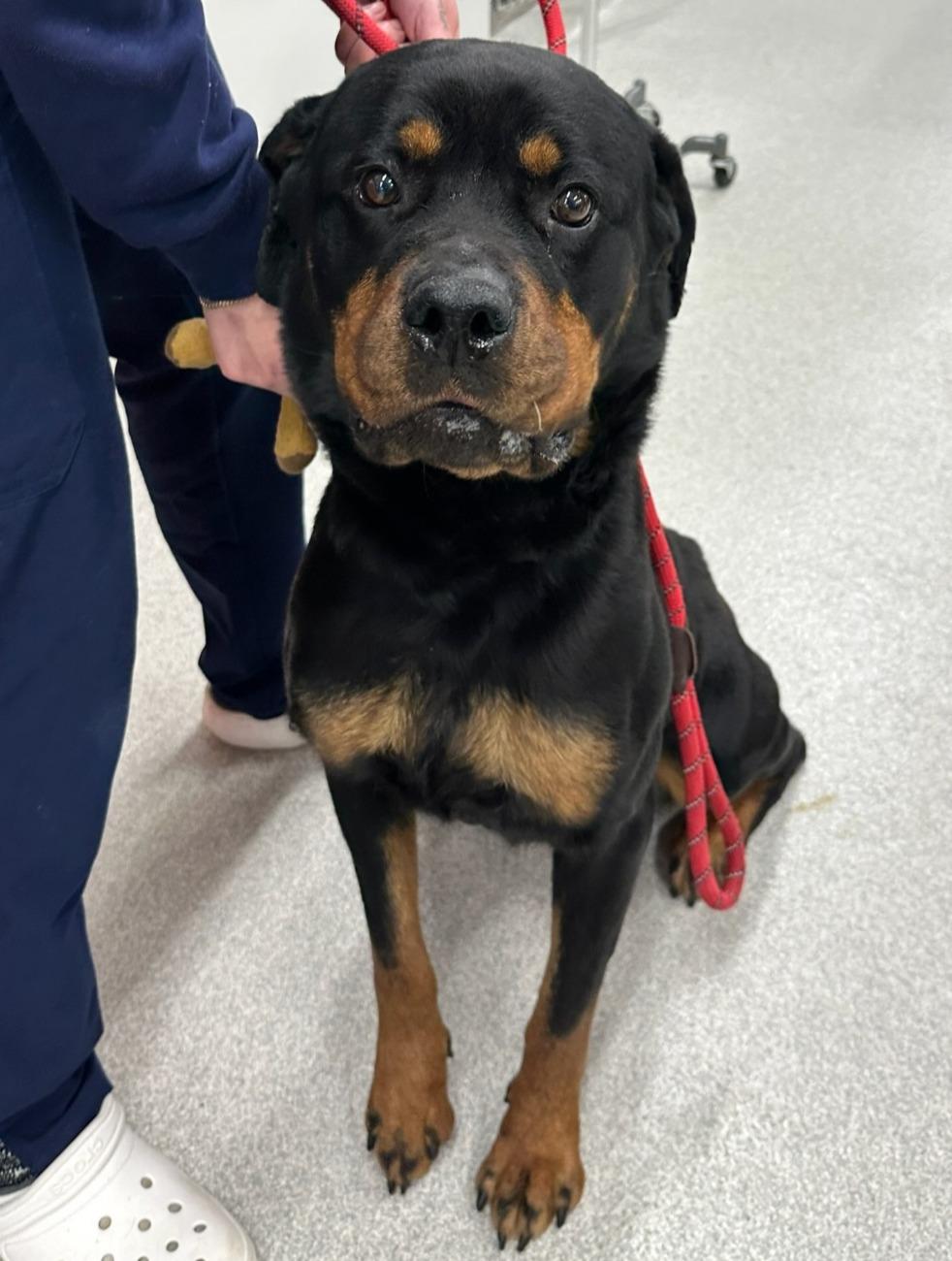 LIBBY, ADOPTABLE, Adult Female Rottweiler.
