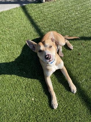 Knight (160609) (In a foster home), a ADOPTABLE Terrier in Baton Rouge, LA image 1/5