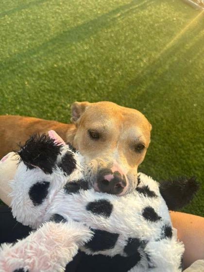 Knight (160609) (In a foster home), a ADOPTABLE Terrier in Baton Rouge, LA image 4/5