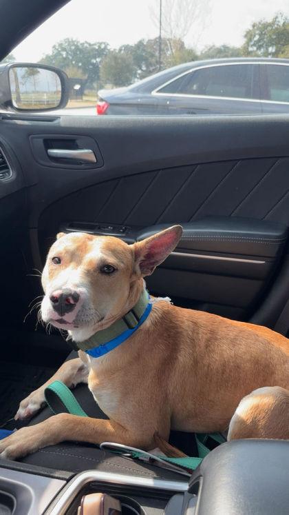 Knight (160609) (In a foster home), a ADOPTABLE Terrier in Baton Rouge, LA image 5/5