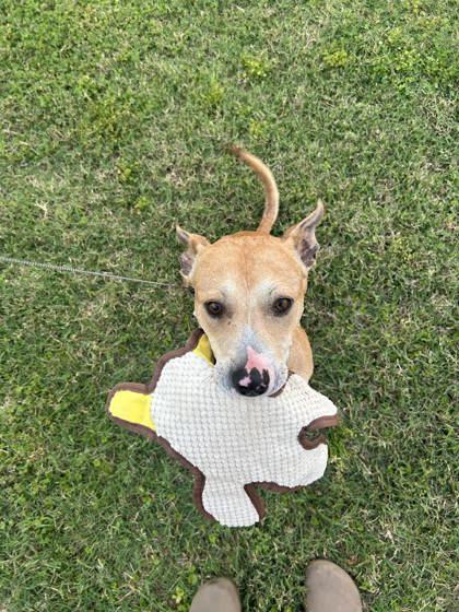 Knight (160609) (In a foster home), a ADOPTABLE Terrier in Baton Rouge, LA image 2/5