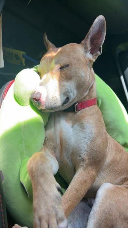 Knight (160609) (In a foster home), a ADOPTABLE Terrier in Baton Rouge, LA image 3/5