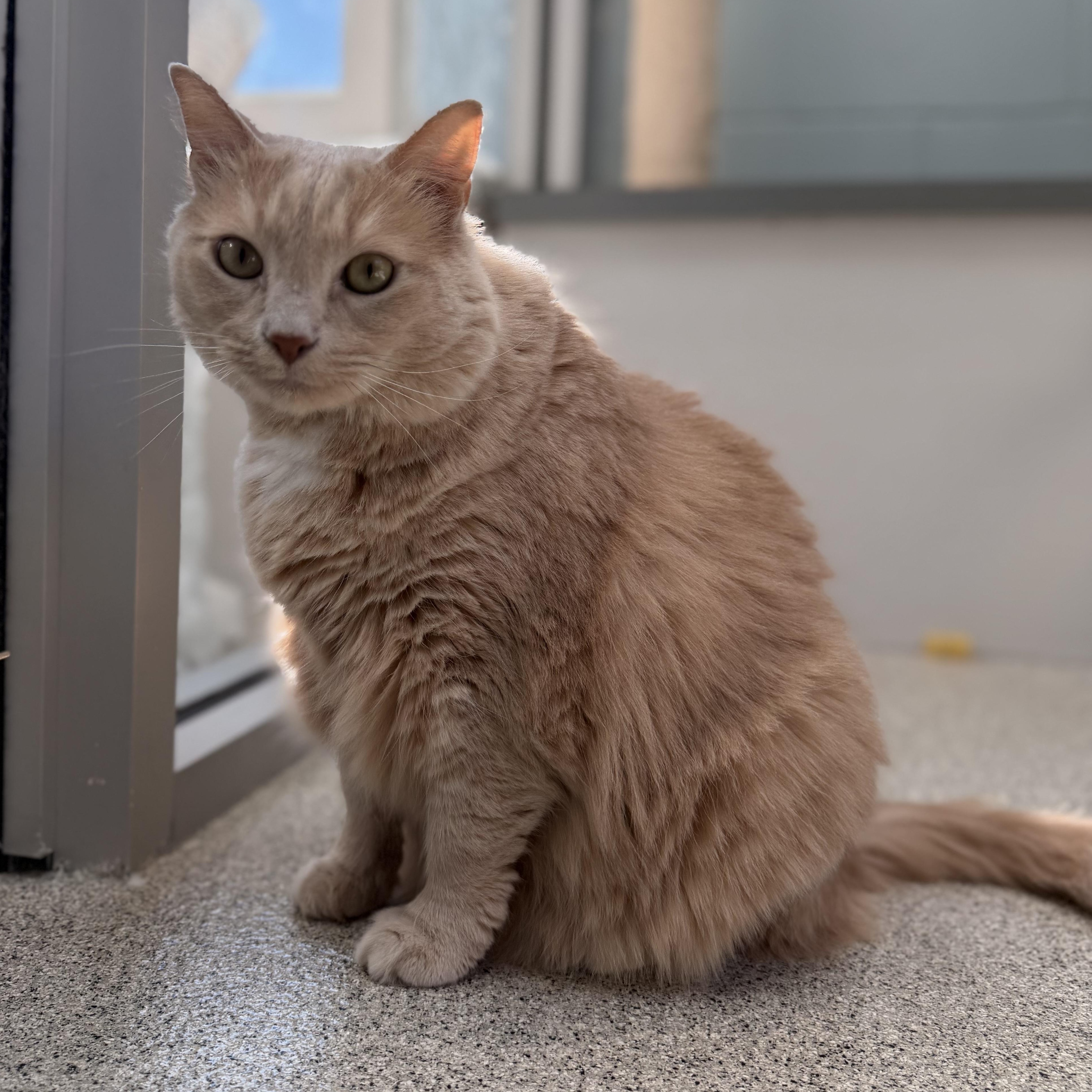 Enlarge Bailey, a Adoptable Domestic Long Hair in Charlestown, RI image 2/3