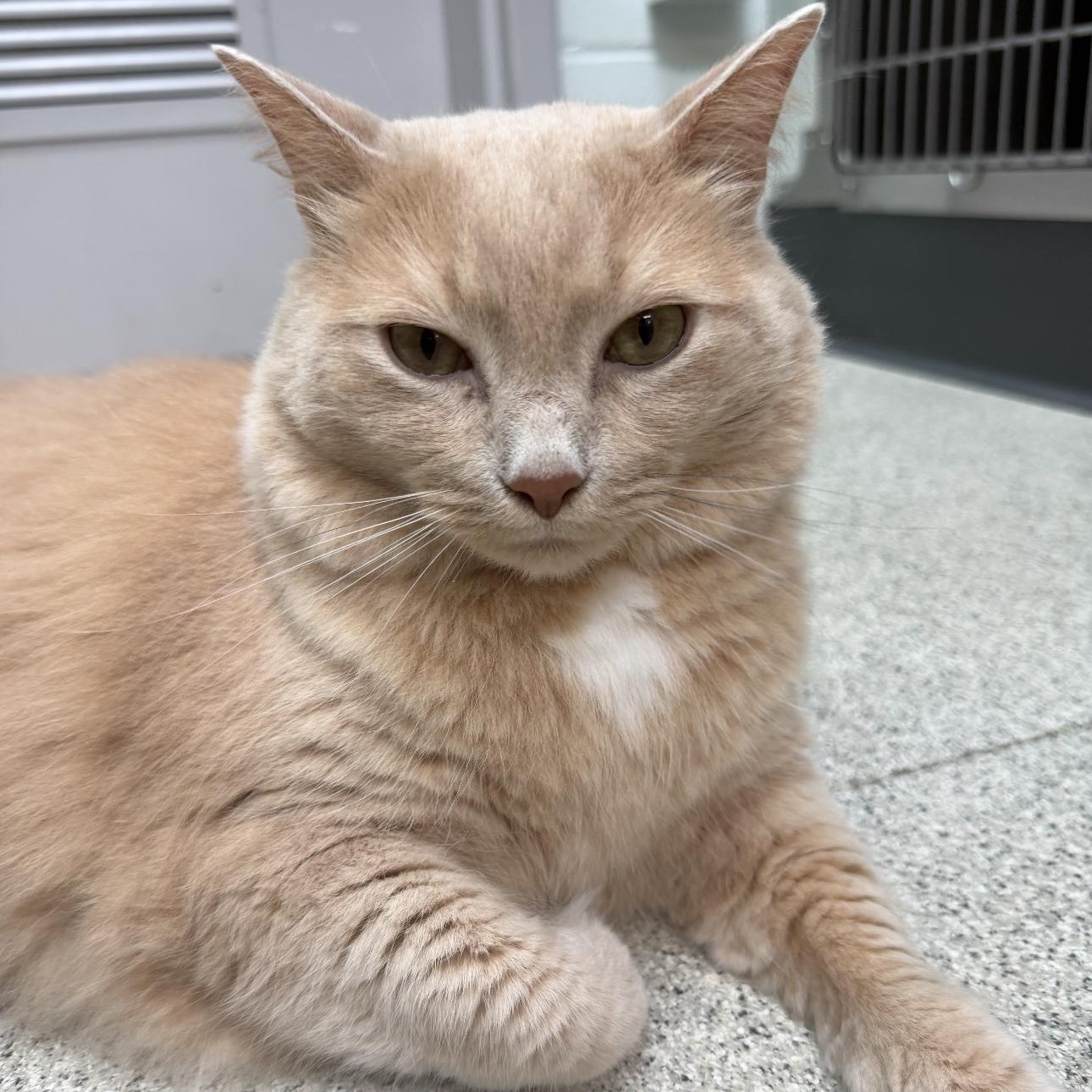 Enlarge Bailey, a Adoptable Domestic Long Hair in Charlestown, RI image 1/3