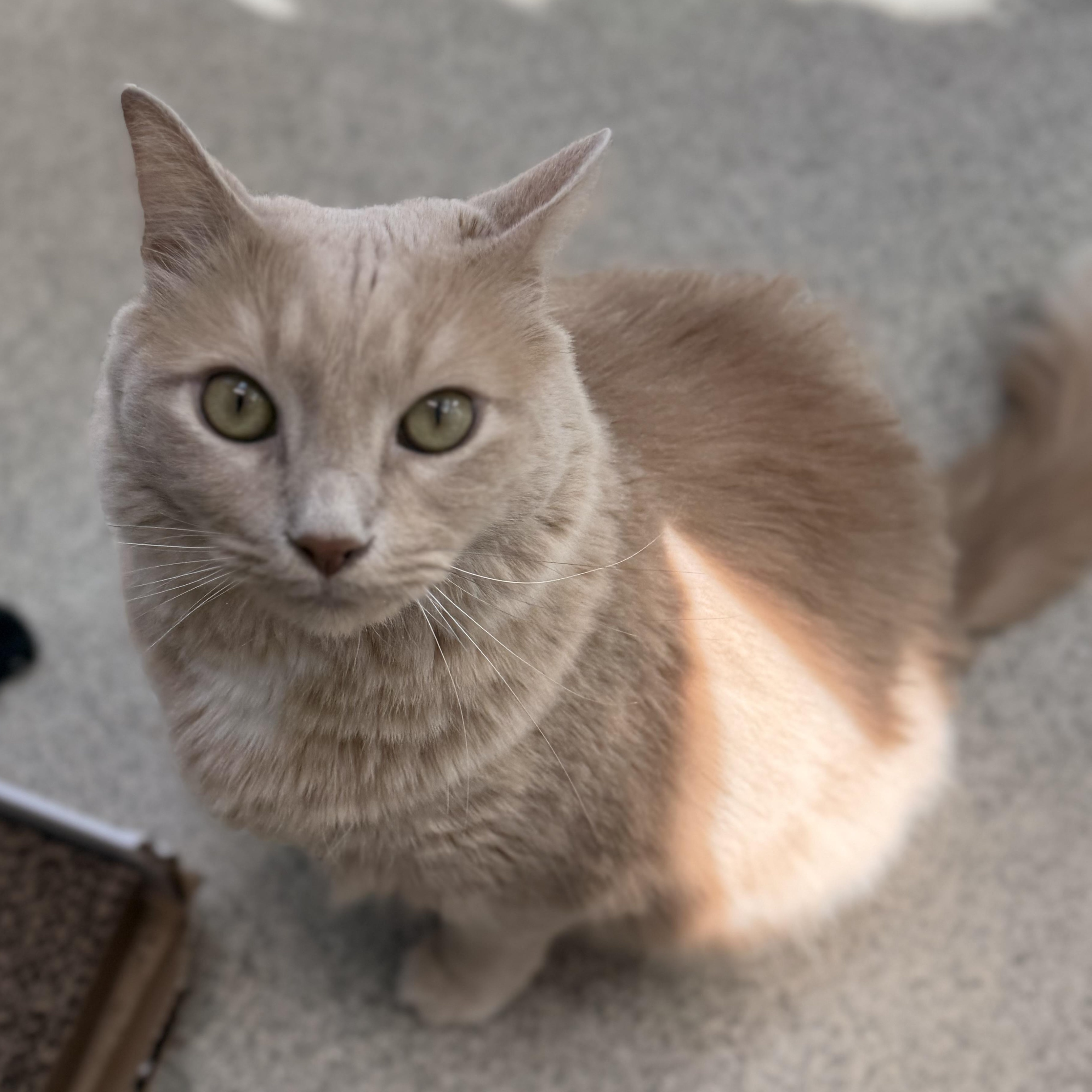 Enlarge Bailey, a Adoptable Domestic Long Hair in Charlestown, RI image 3/3