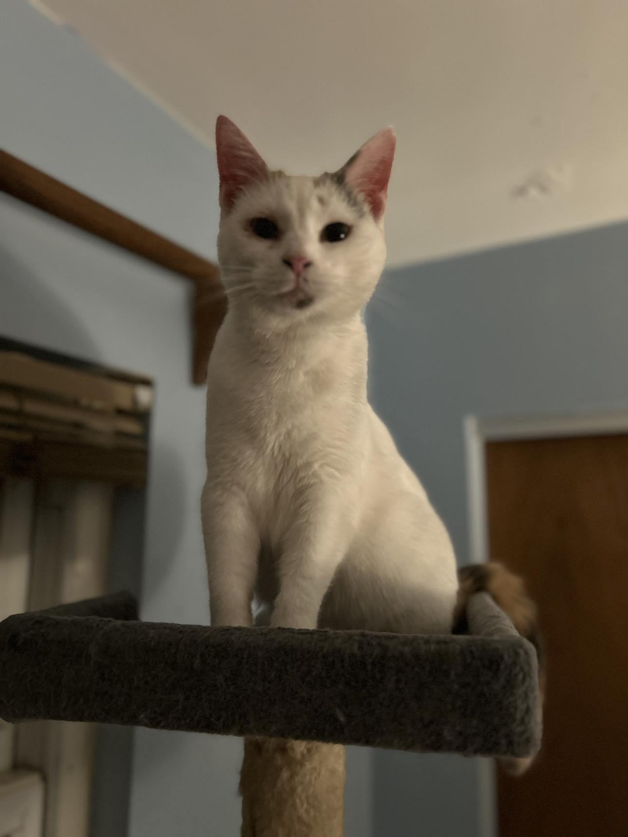 Storm, Adoptable, Young Female Calico & Domestic Short Hair.