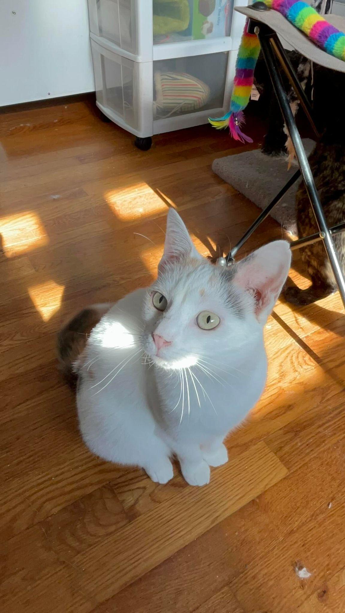 Storm, a Adoptable mixed breed in Cincinnati, OH image 3/3