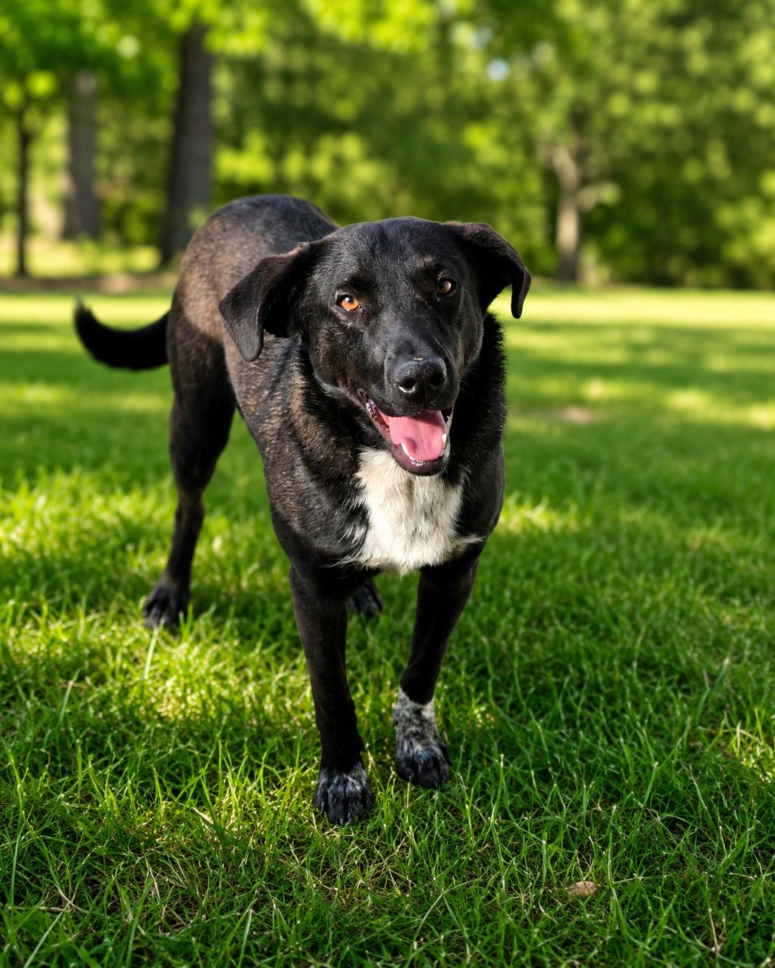 Creek, a ADOPTABLE mixed breed in Yukon, OK image 1/3