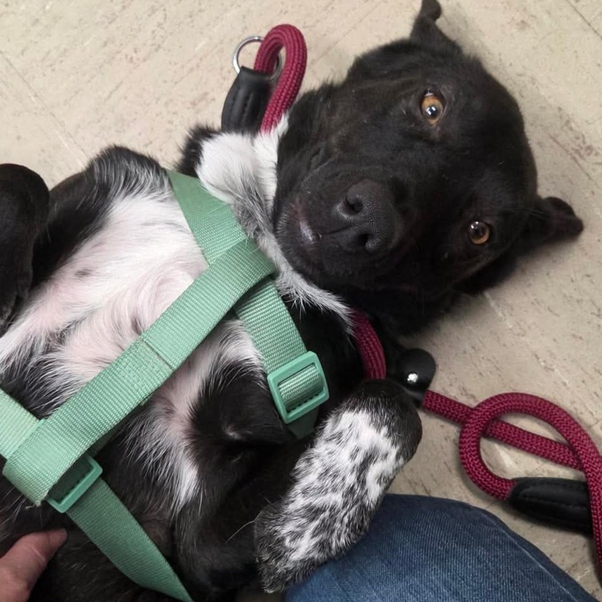 Creek, a ADOPTABLE mixed breed in Yukon, OK image 2/3