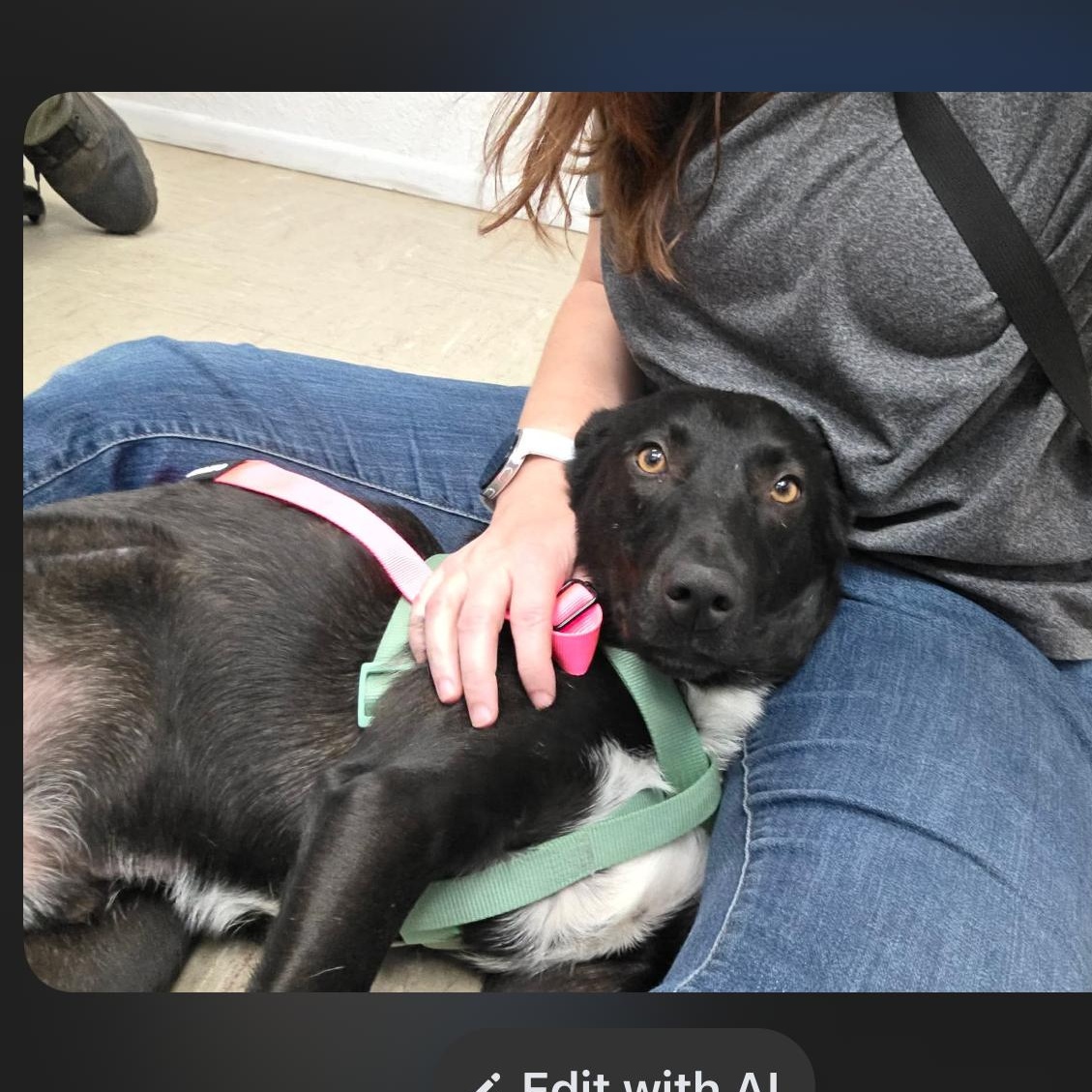 Creek, a ADOPTABLE mixed breed in Yukon, OK image 3/3