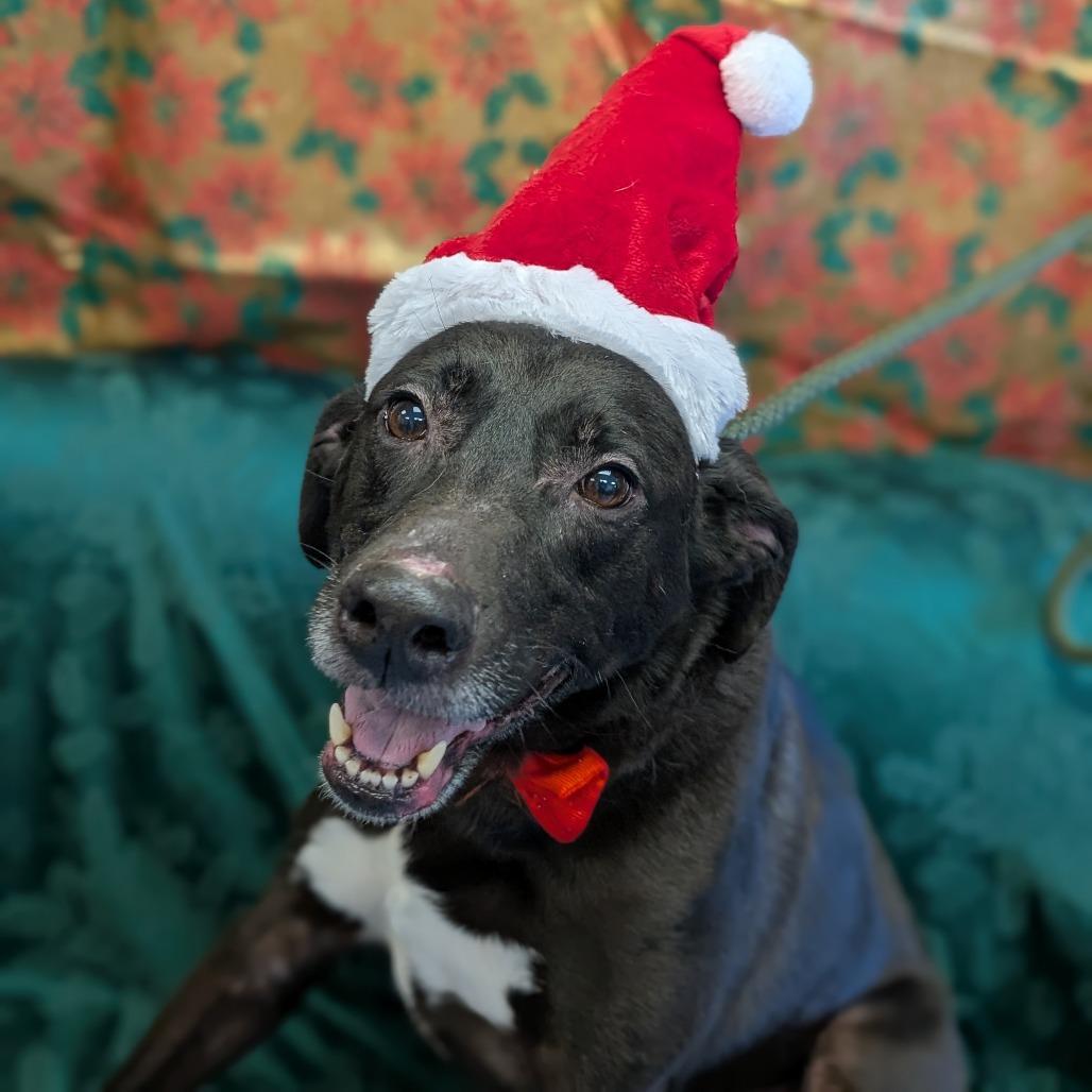 Enlarge Bruno, a Adoptable Black Labrador Retriever in Watertown, NY image 3/3