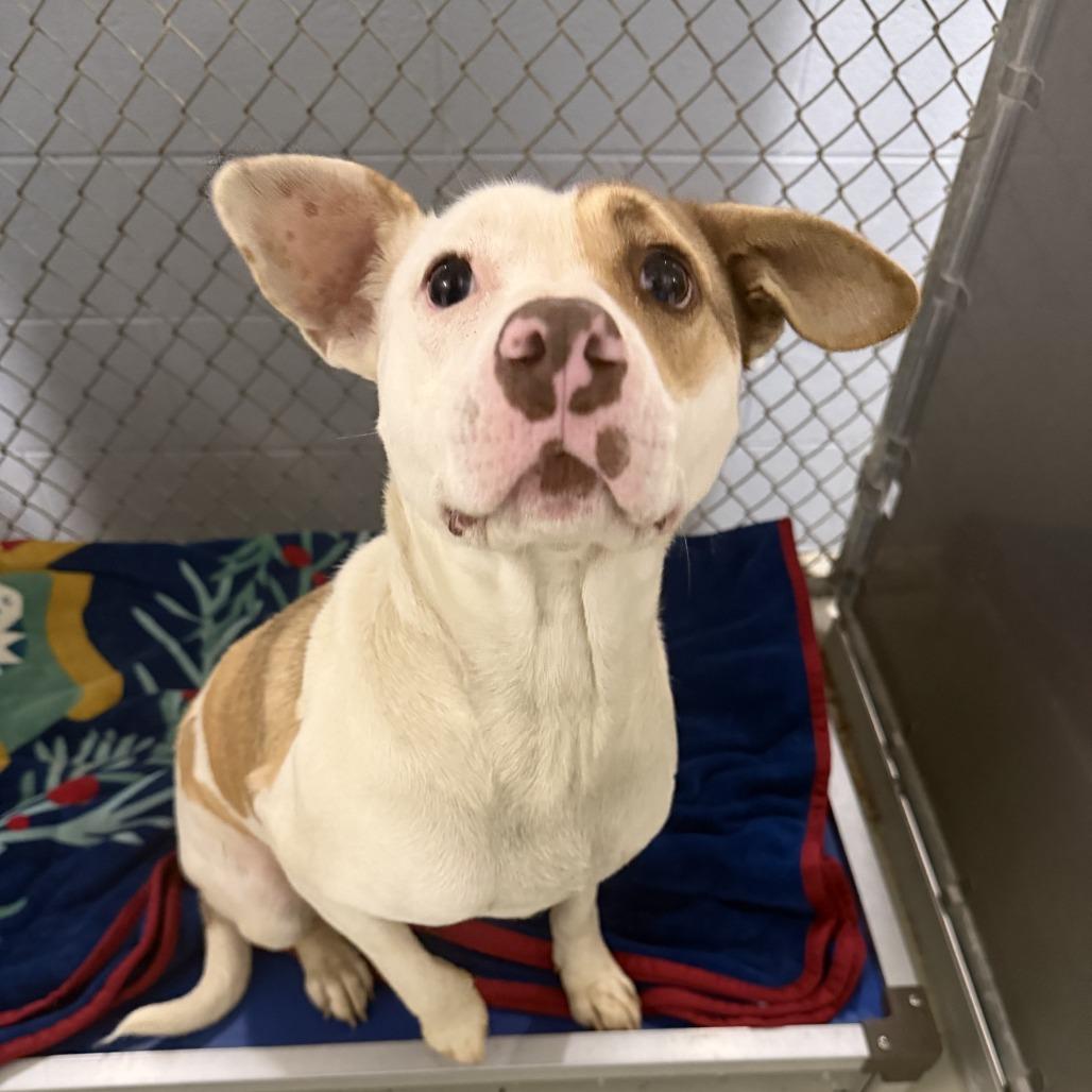 Enlarge Precious, a Adoptable mixed breed in Marion, VA image 1/1