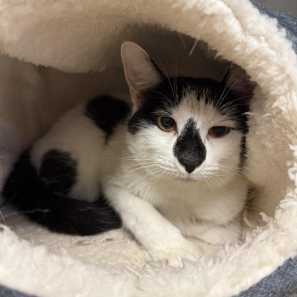 Enlarge Nigel, a Adoptable Domestic Short Hair in Hinesville, GA image 2/2