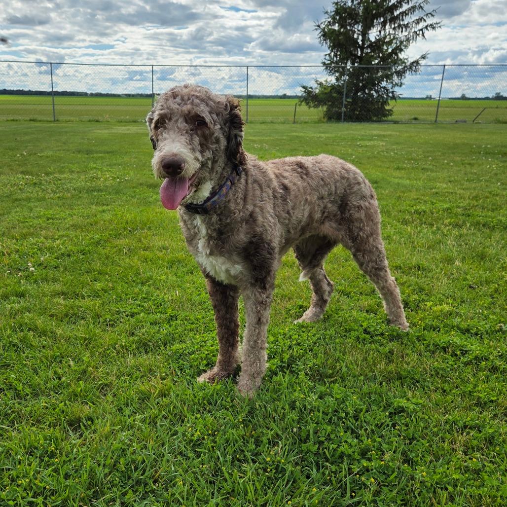 Diamond, a Adoptable mixed breed in Pontiac, IL image 1/6