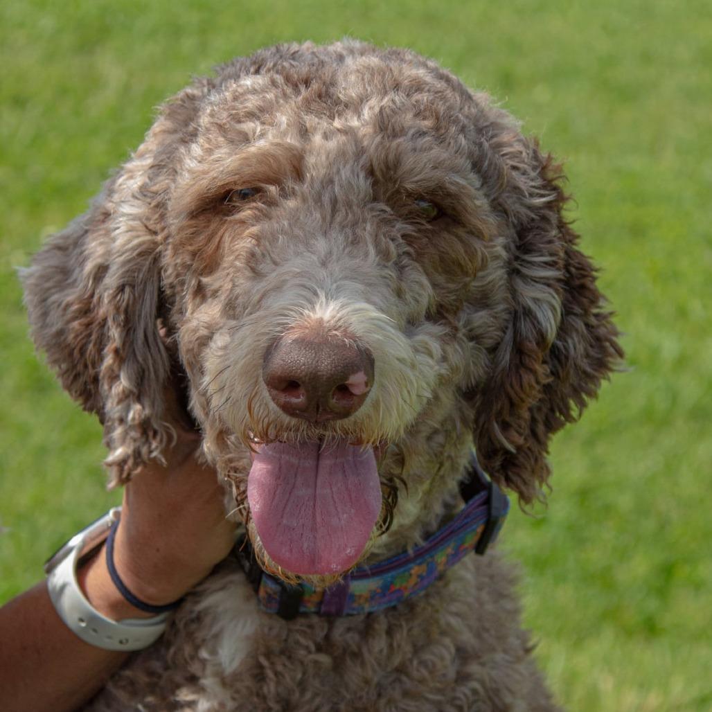 Diamond, a Adoptable mixed breed in Pontiac, IL image 3/6