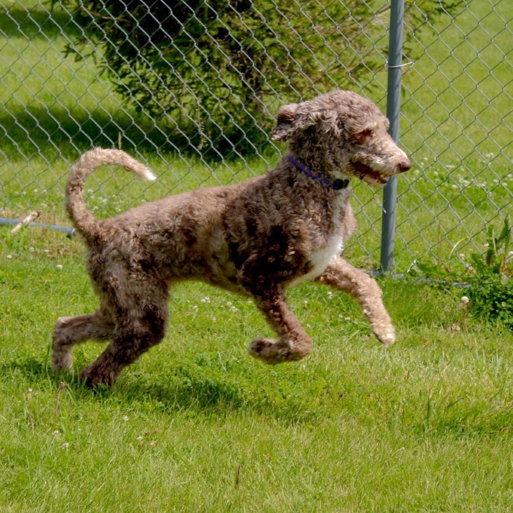 Diamond, a Adoptable mixed breed in Pontiac, IL image 4/6