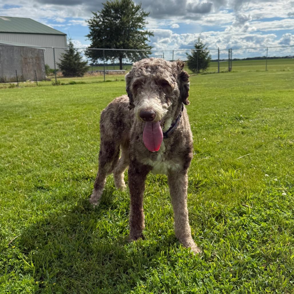 Diamond, a Adoptable mixed breed in Pontiac, IL image 5/6