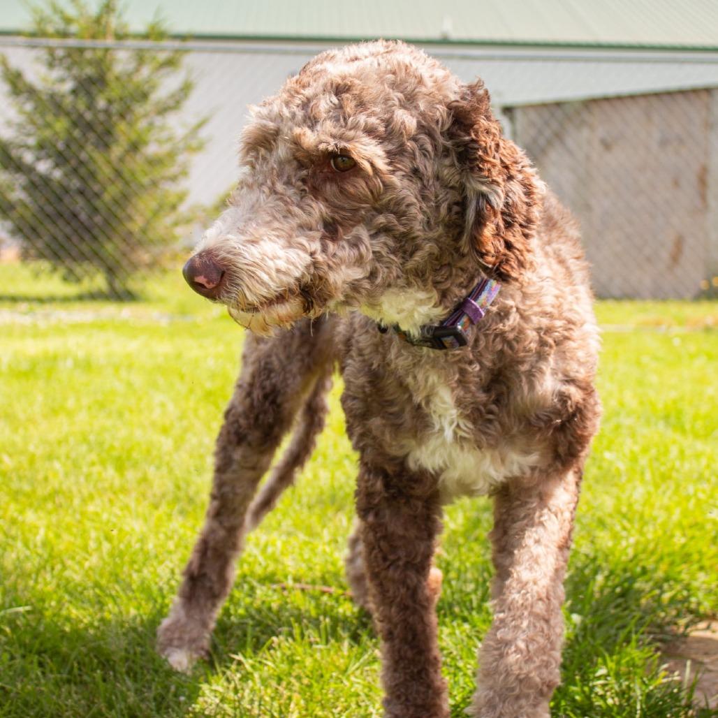 Diamond, a Adoptable mixed breed in Pontiac, IL image 6/6