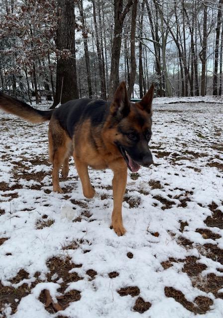 Susie, a Adoptable German Shepherd Dog in Roswell, GA image 2/2