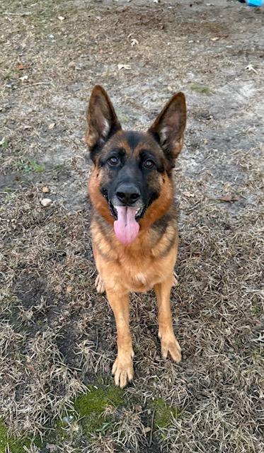 Susie, Adoptable, Adult Female German Shepherd Dog.