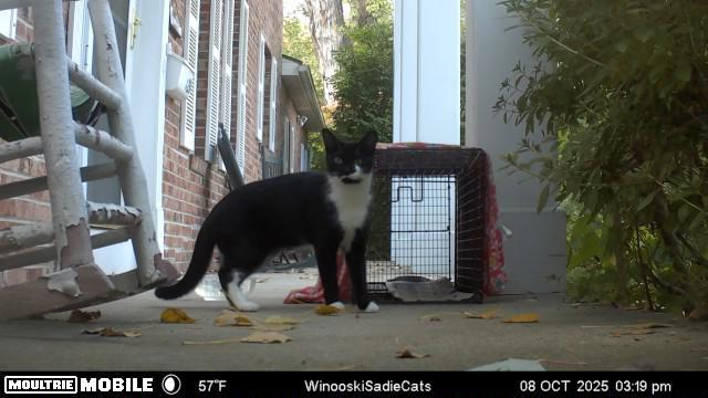 Enlarge Sadie, a Adopted Domestic Short Hair in Burlington, VT image 1/6