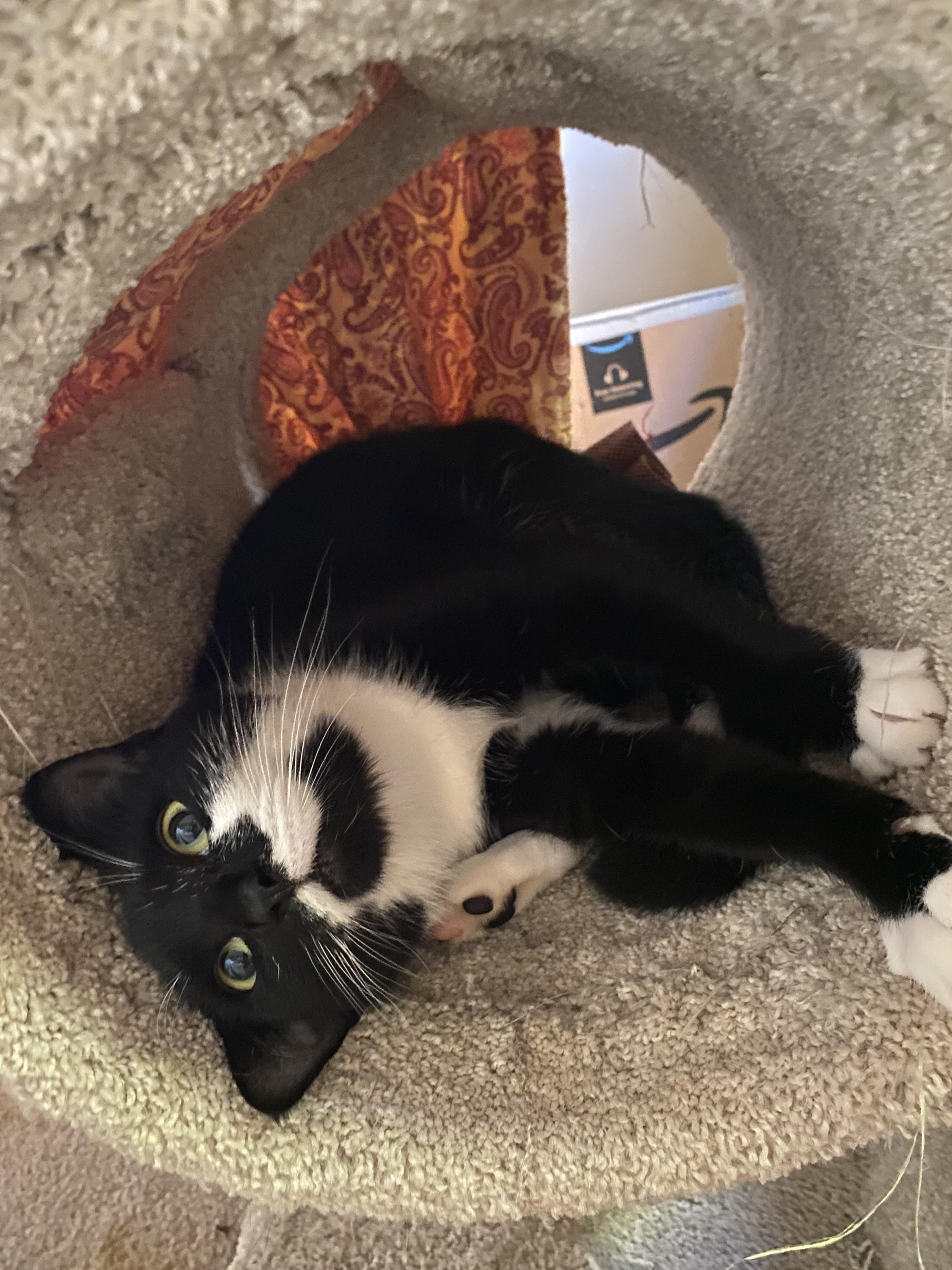 Enlarge Sadie, a Adopted Domestic Short Hair in Burlington, VT image 2/6