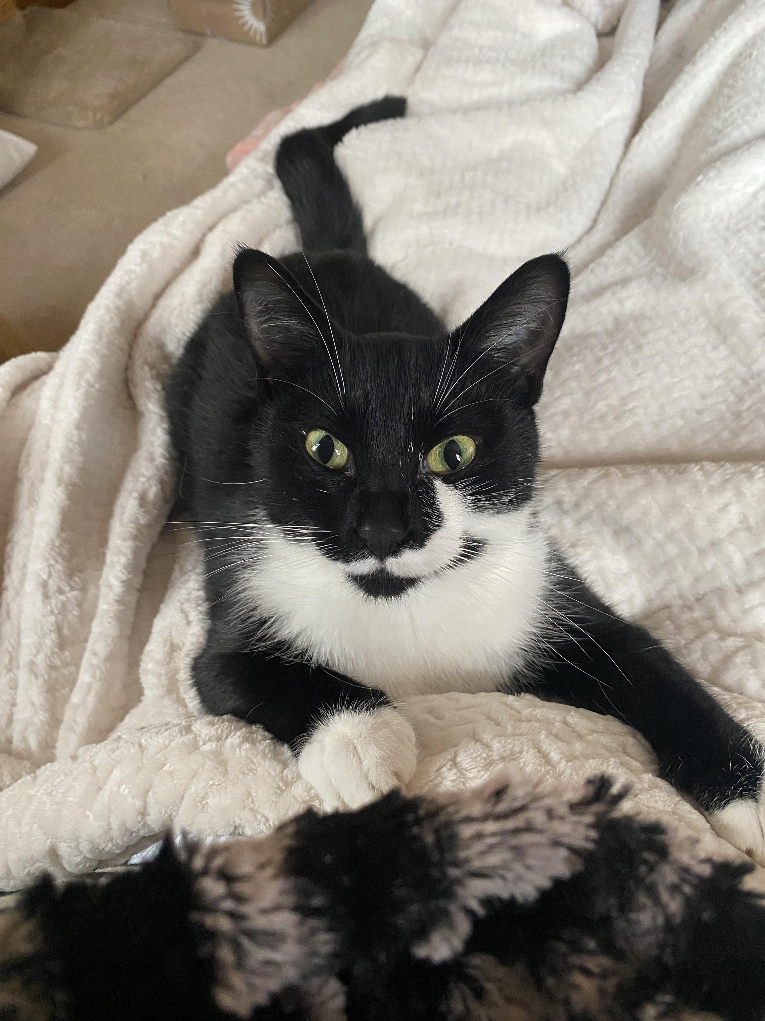 Enlarge Sadie, a Adopted Domestic Short Hair in Burlington, VT image 3/6