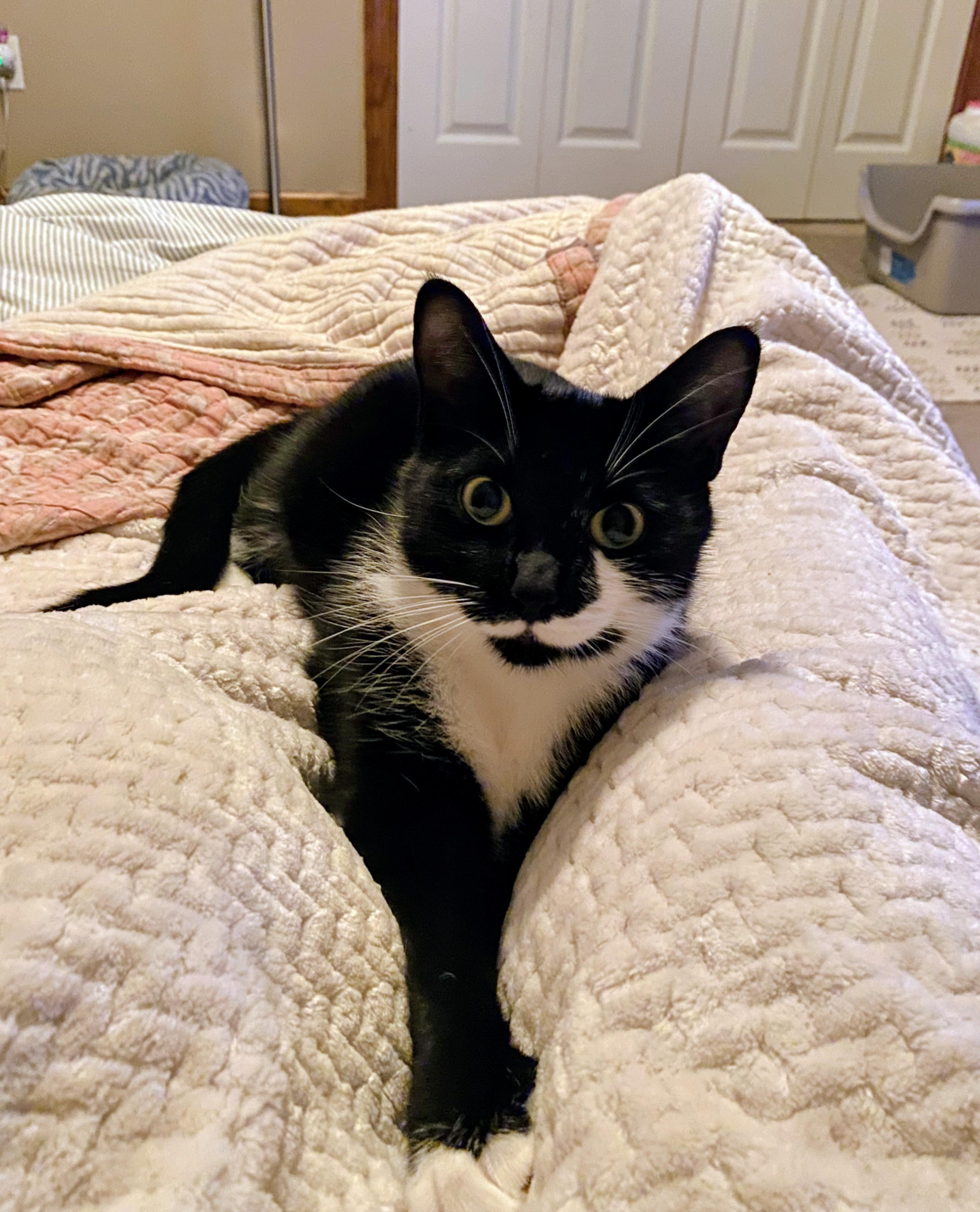 Enlarge Sadie, a Adopted Domestic Short Hair in Burlington, VT image 5/6