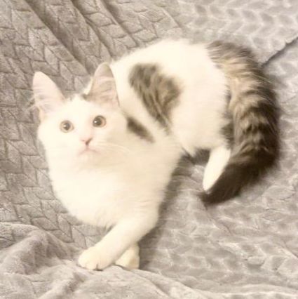 Cookie, Adopted, Kitten Female Domestic Medium Hair.