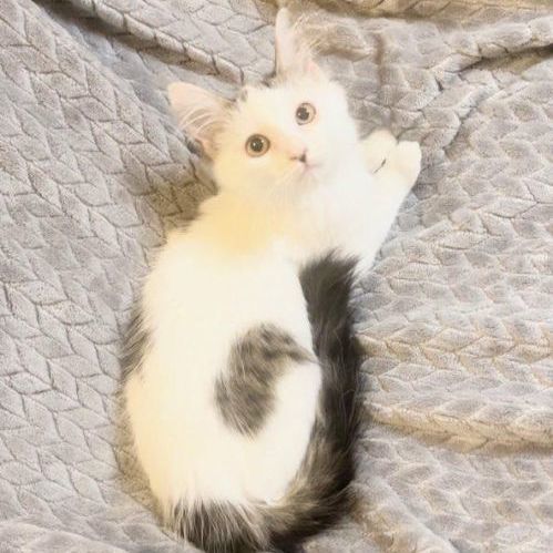 Enlarge Cookie, a Adopted Domestic Medium Hair in Boston, MA image 2/5