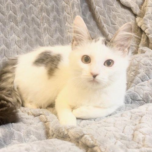 Enlarge Cookie, a Adopted Domestic Medium Hair in Boston, MA image 3/5