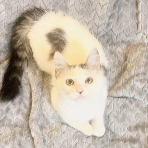 Enlarge Cookie, a Adopted Domestic Medium Hair in Boston, MA image 4/5