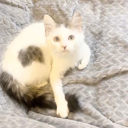Enlarge Cookie, a Adopted Domestic Medium Hair in Boston, MA image 5/5