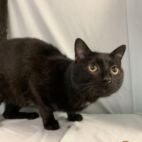 Kael, a Adoptable Domestic Short Hair in Lyndhurst, VA image 1/3