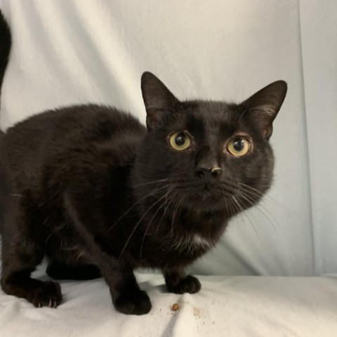 Kael, a Adoptable Domestic Short Hair in Lyndhurst, VA image 2/3