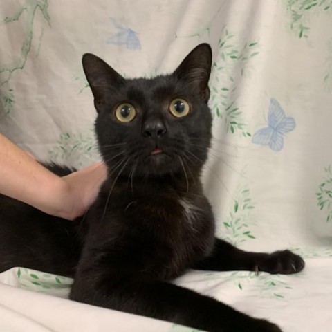 Kael, a Adoptable Domestic Short Hair in Lyndhurst, VA image 3/3