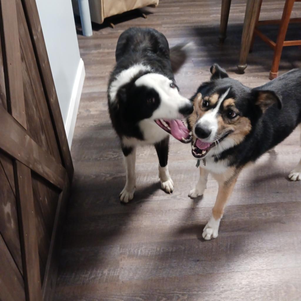 Enlarge Wilder, a Adoptable Border Collie in Union City, PA image 1/6