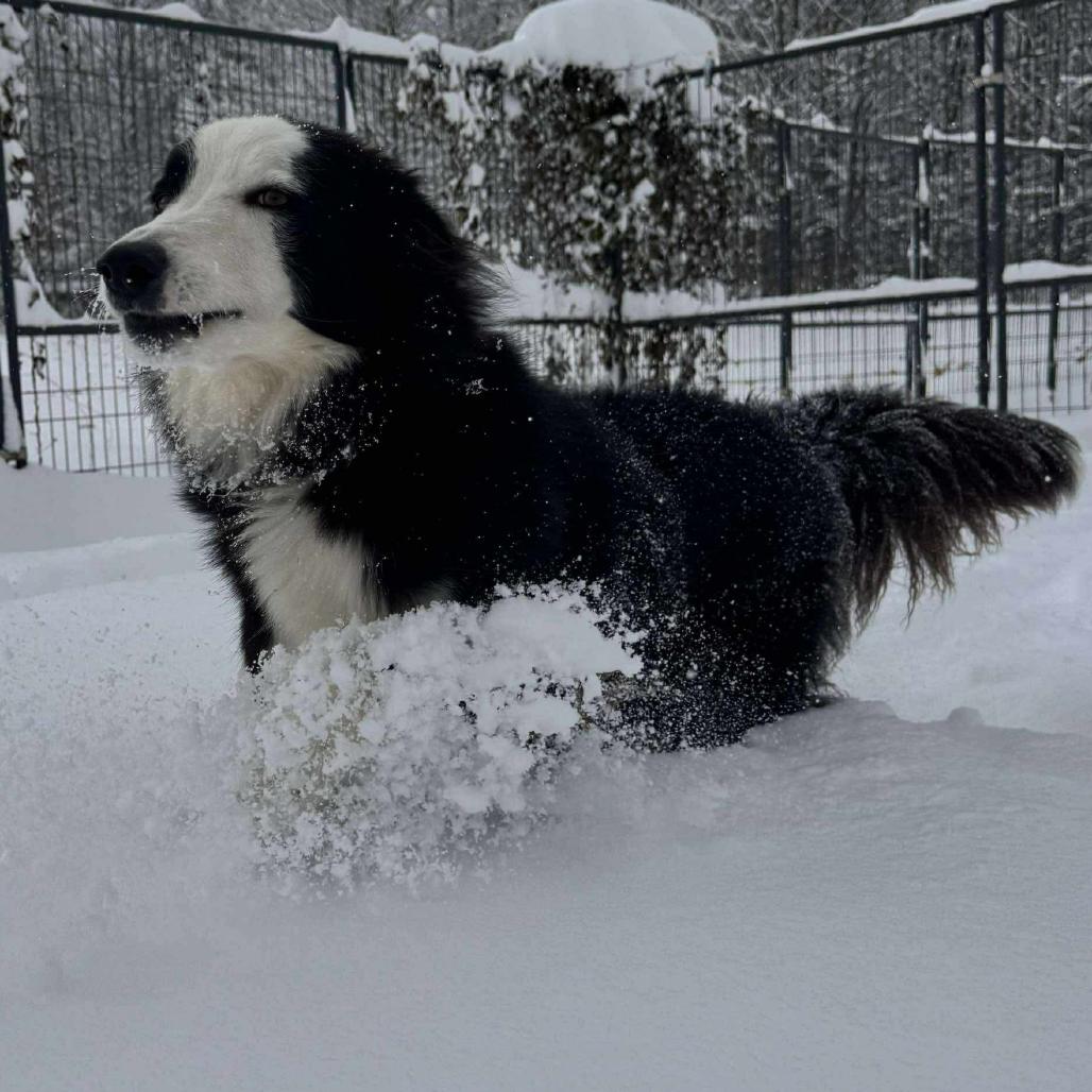 Enlarge Wilder, a Adoptable Border Collie in Union City, PA image 2/6