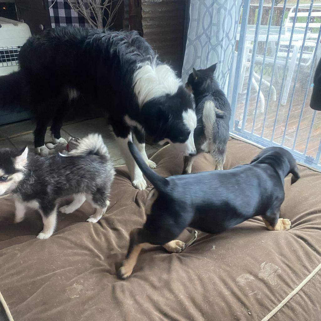 Enlarge Wilder, a Adoptable Border Collie in Union City, PA image 3/6