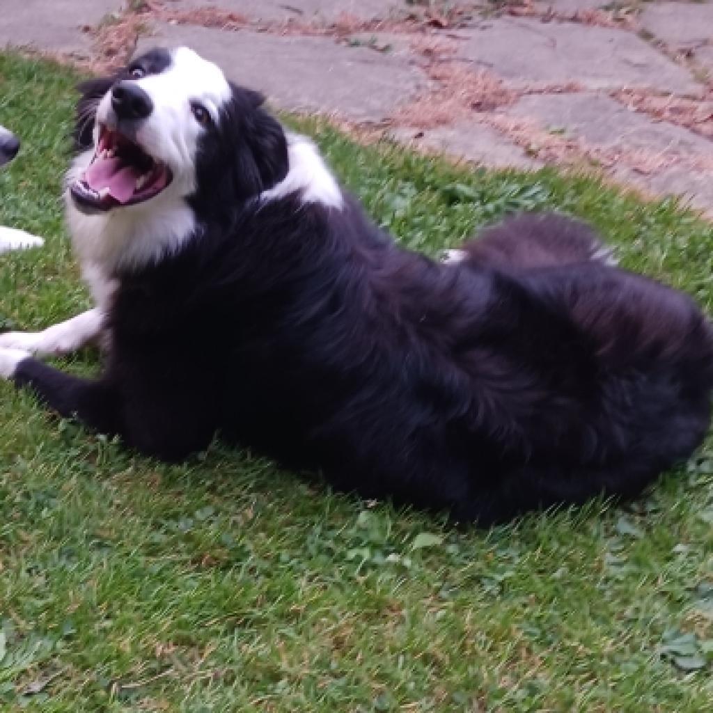 Enlarge Wilder, a Adoptable Border Collie in Union City, PA image 4/6