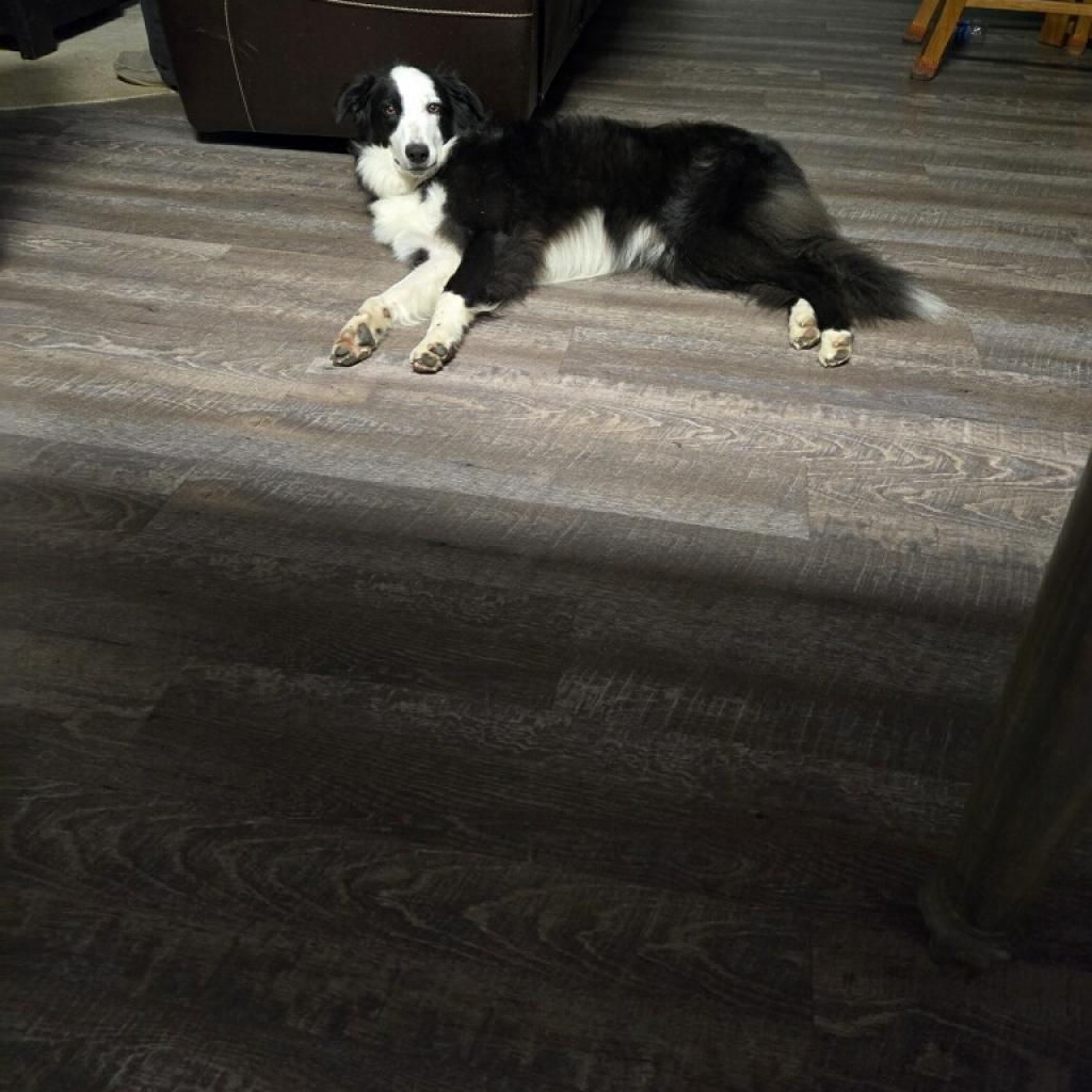 Enlarge Wilder, a Adoptable Border Collie in Union City, PA image 5/6