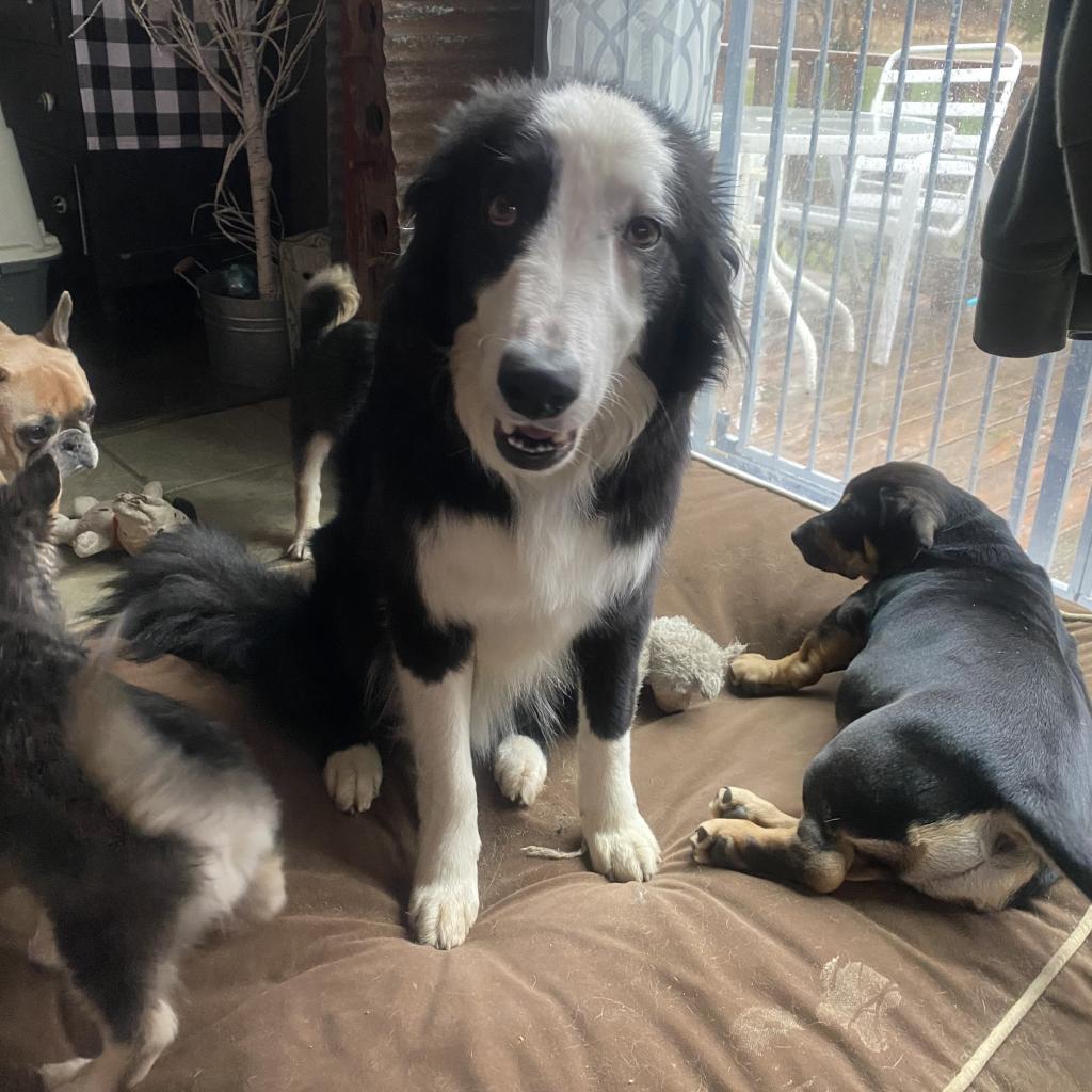 Enlarge Wilder, a Adoptable Border Collie in Union City, PA image 6/6