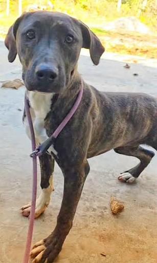 Natalie (Sweetest Family Dog)