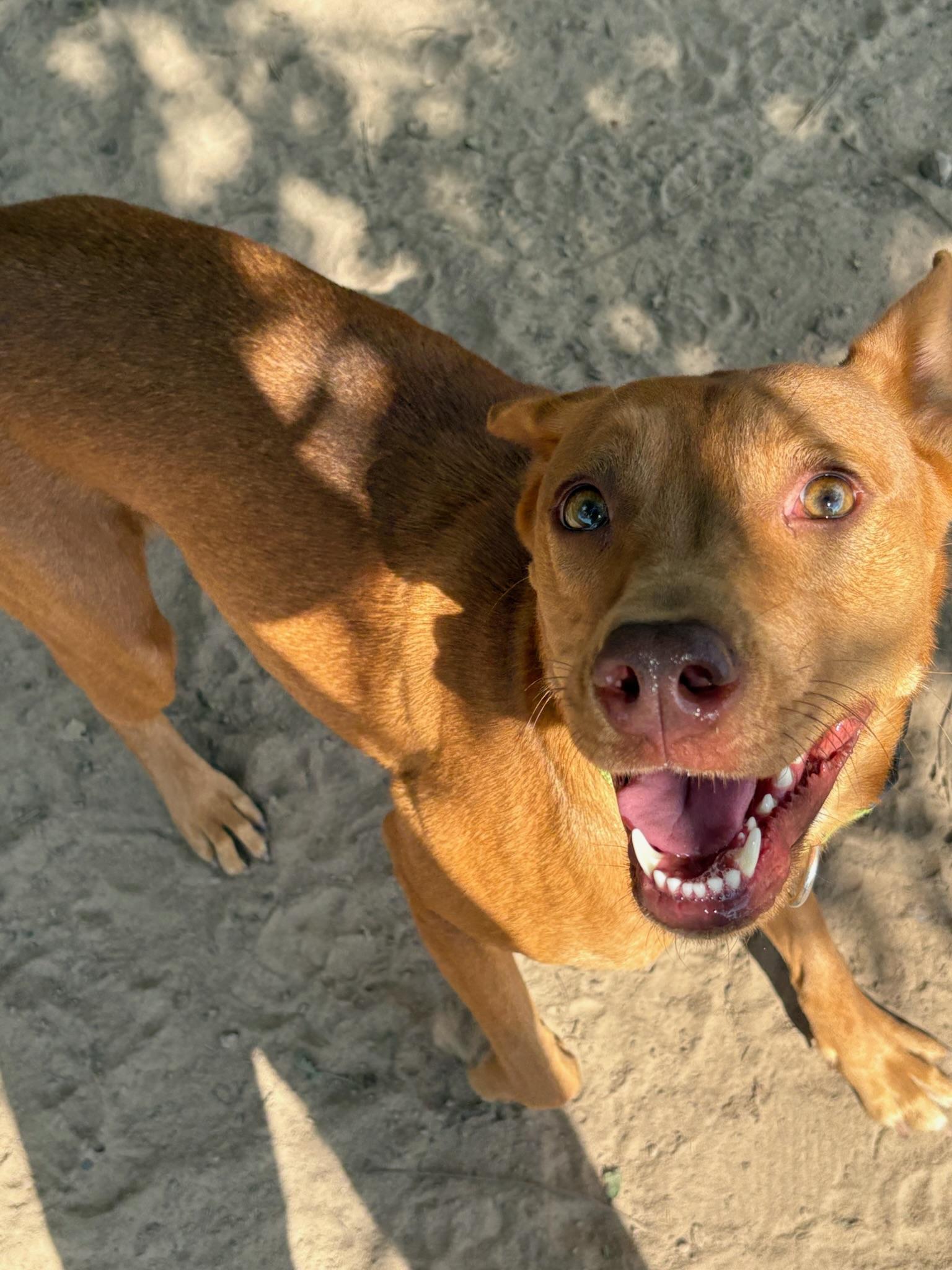 Rosebud, a Adoptable mixed breed in Monroeville , PA image 2/6