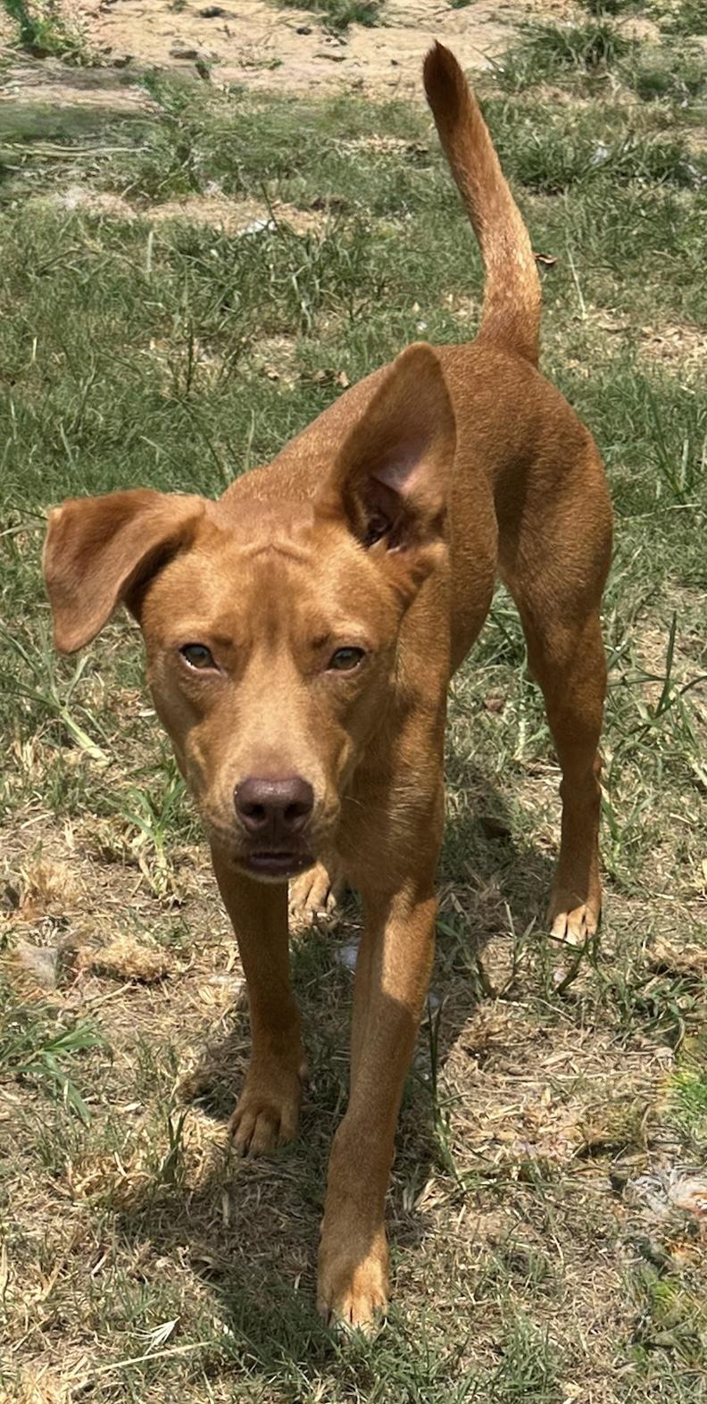 Rosebud, a Adoptable mixed breed in Monroeville , PA image 3/6